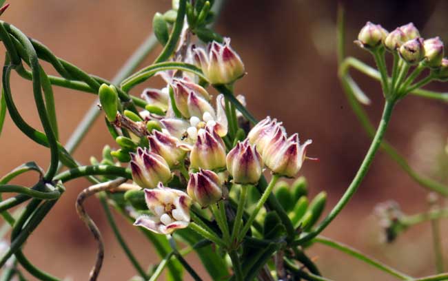 Sarcostemma cynanchoides, Fringed Twinevine, Southwest Desert Flora